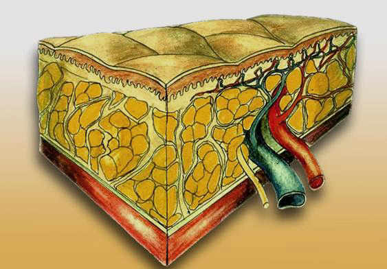 In the normal state, the fat cells are firmly located between lymph stream and bloodstream in the subcutaneous tissue.
